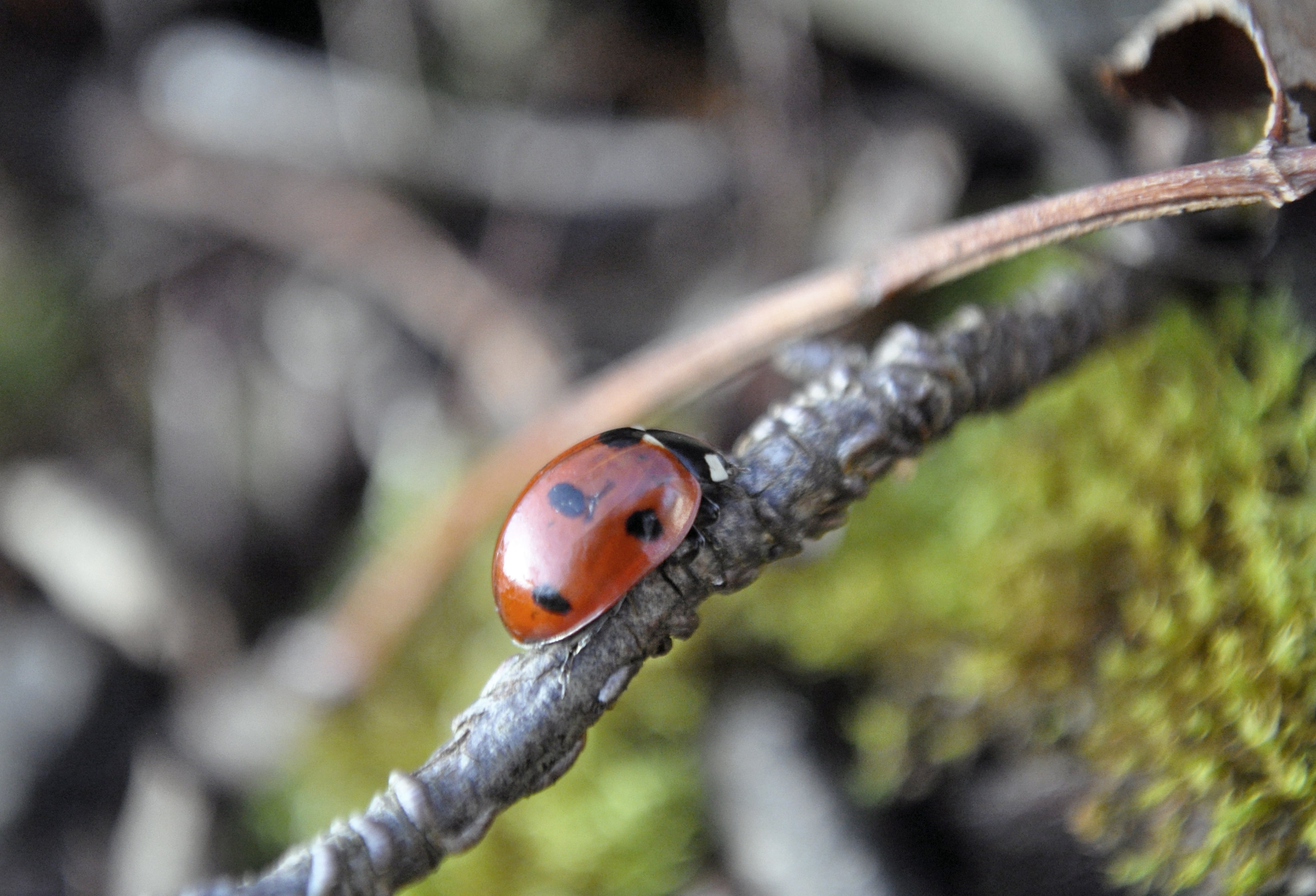 Lade Beetle