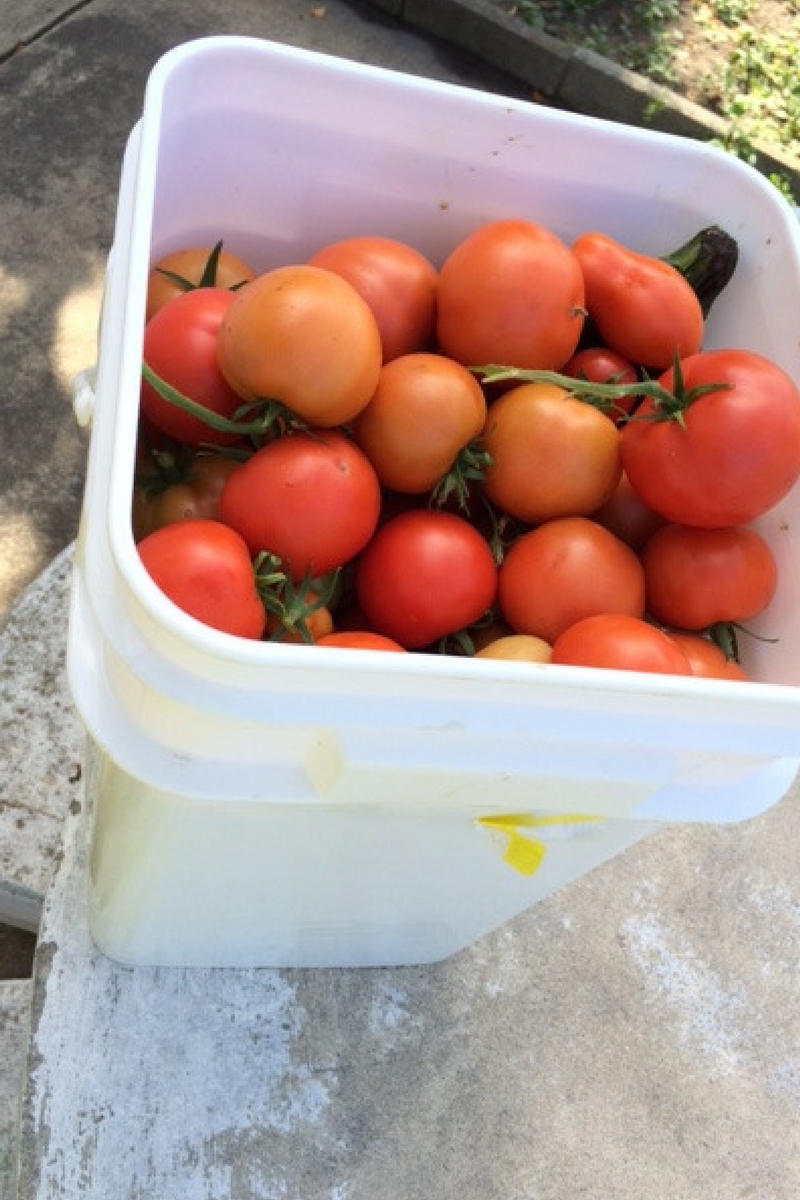 Bucket of Tomatoes