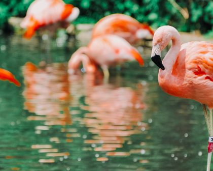 A group of pink flamingos are standing in the water.